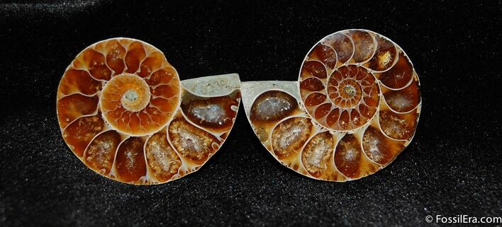Small Inch Desmoceras Ammonite Pair #410
